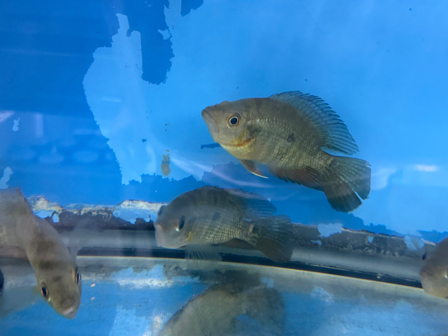 Lyon's Cichlid (Amphilophus lyonsi)
