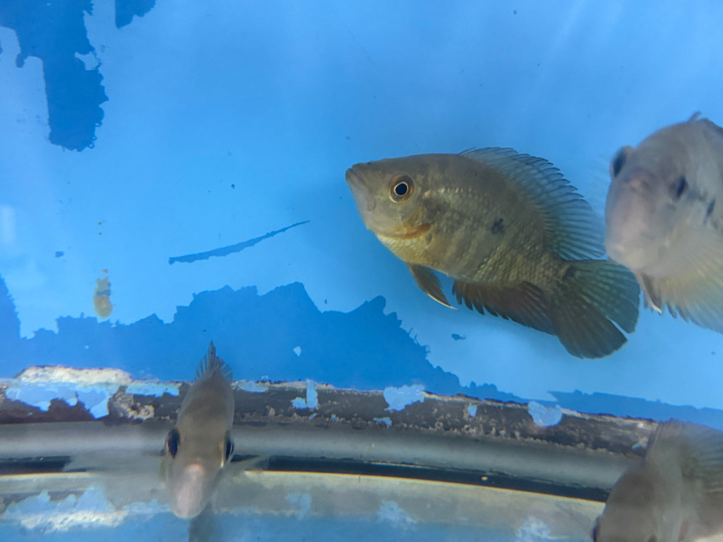 Lyon's Cichlid (Amphilophus lyonsi)