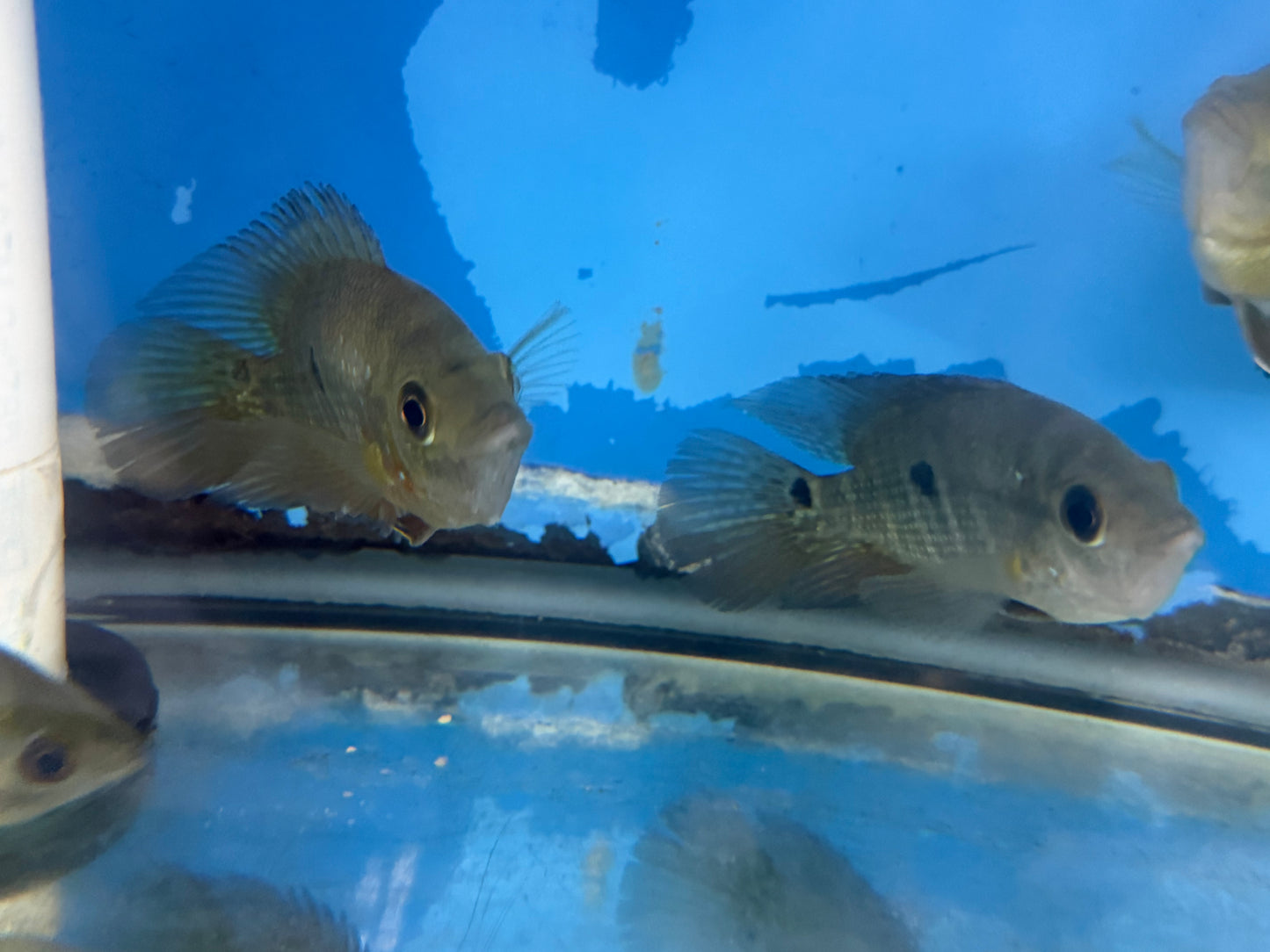 Lyon's Cichlid (Amphilophus lyonsi)