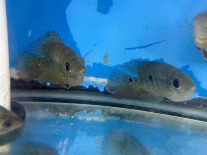 Lyon's Cichlid (Amphilophus lyonsi)