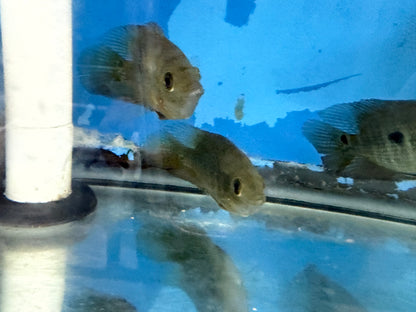 Lyon's Cichlid (Amphilophus lyonsi)