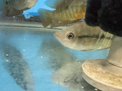 Lyon's Cichlid (Amphilophus lyonsi)