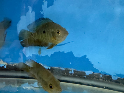 Lyon's Cichlid (Amphilophus lyonsi)