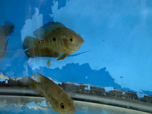 Lyon's Cichlid (Amphilophus lyonsi)