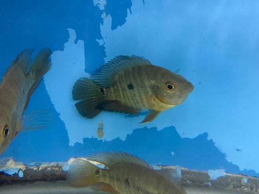 Lyon's Cichlid (Amphilophus lyonsi)