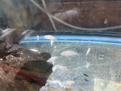 Multies Shell Dweller Cichlid (Neolamprologus multifasciatus)