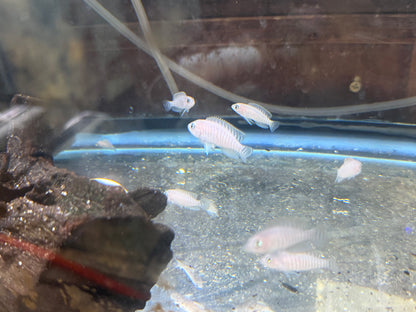 Multies Shell Dweller Cichlid (Neolamprologus multifasciatus)