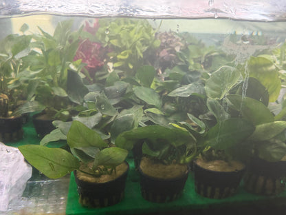 Assorted Potted Plants x 5