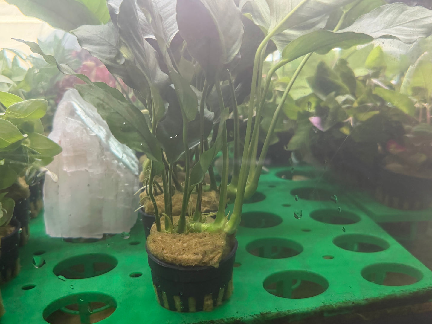 Assorted Potted Plants x 5