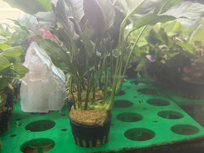 Assorted Potted Plants x 5