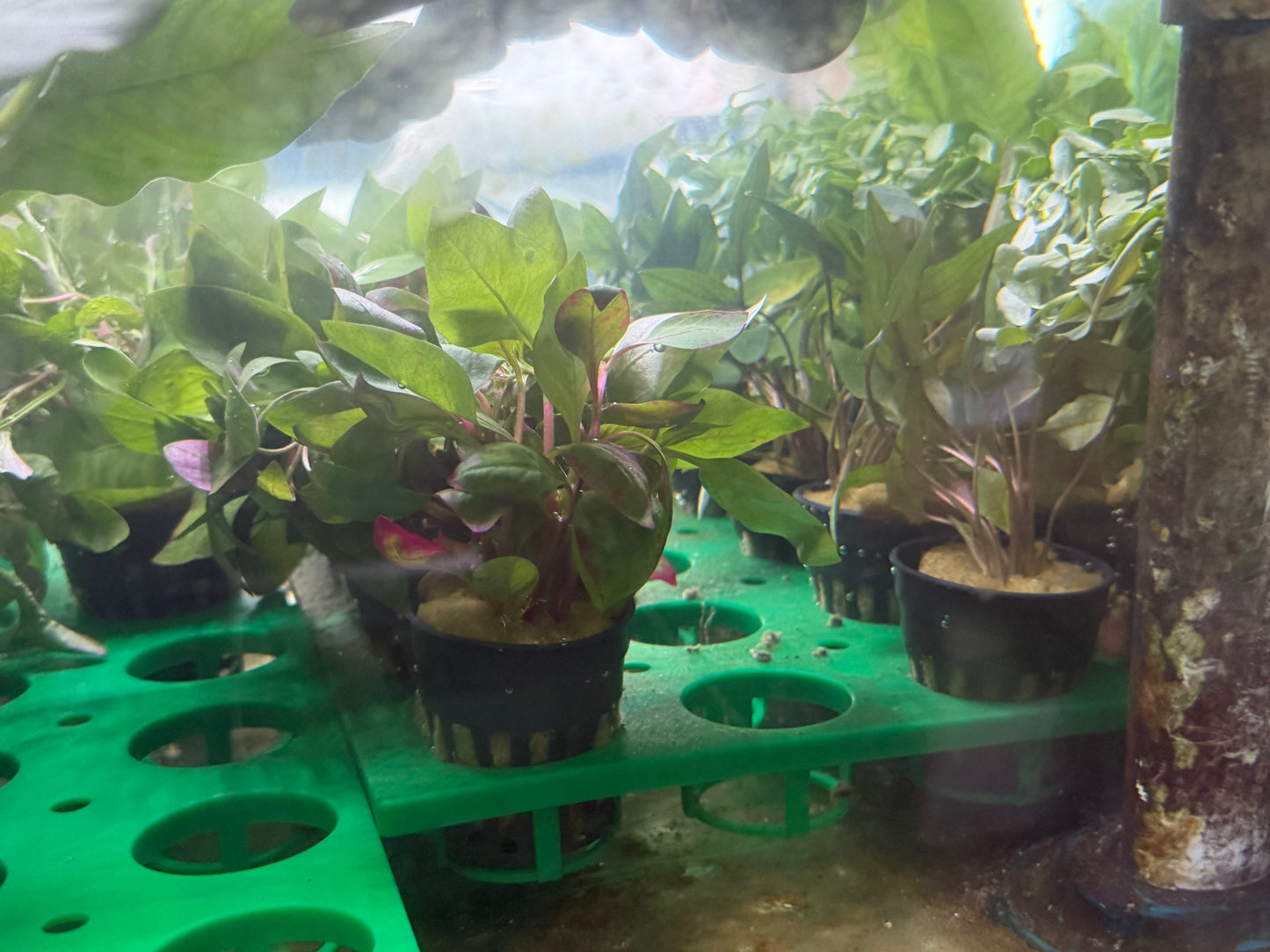 Assorted Potted Plants x 5