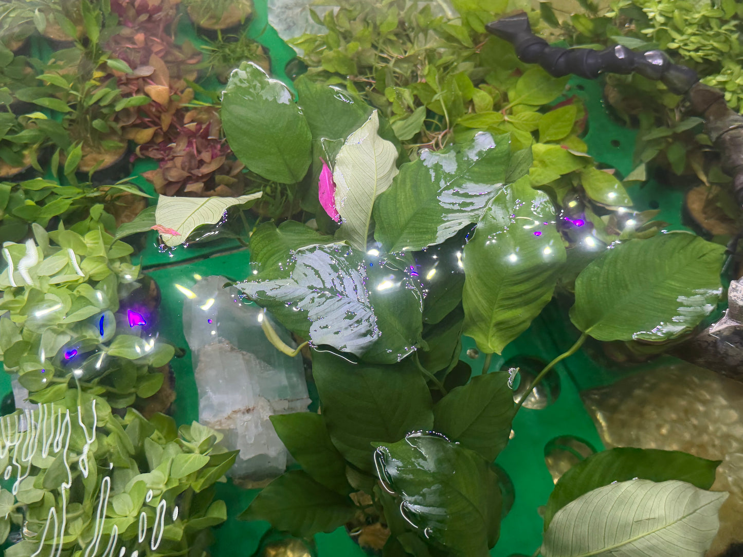 Assorted Potted Plants x 5