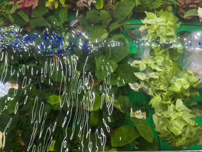 Assorted Potted Plants x 5