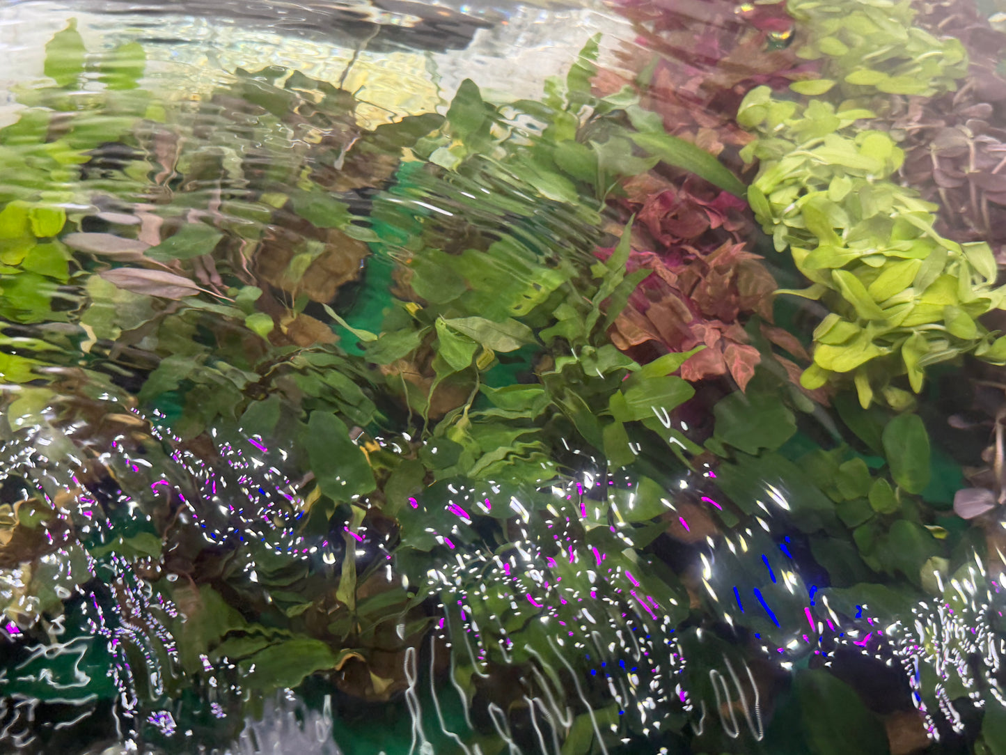 Assorted Potted Plants x 5