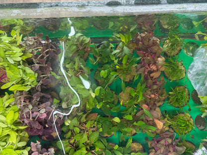 Assorted Potted Plants x 5