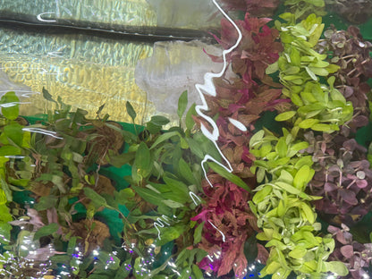 Assorted Potted Plants x 5