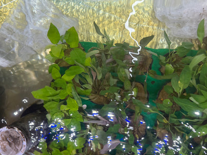 Assorted Potted Plants x 5