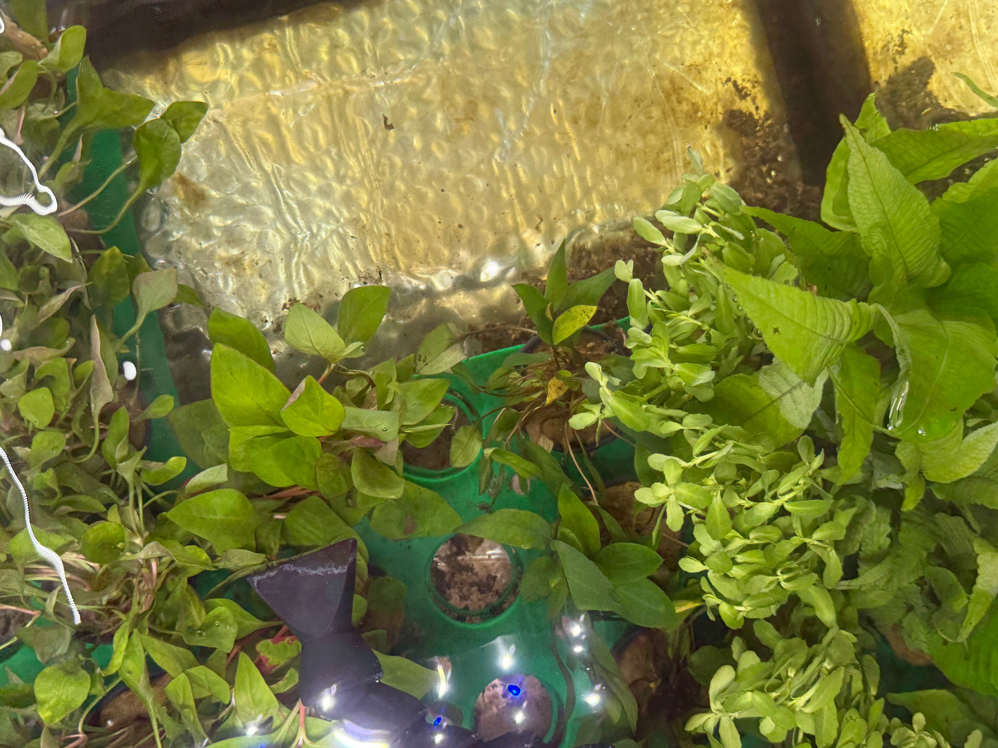 Potted Fish Assorted Potted Plants x 5 – Danaqua Live Fish & More