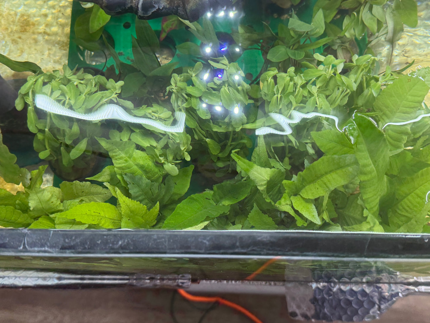 Assorted Potted Plants x 5