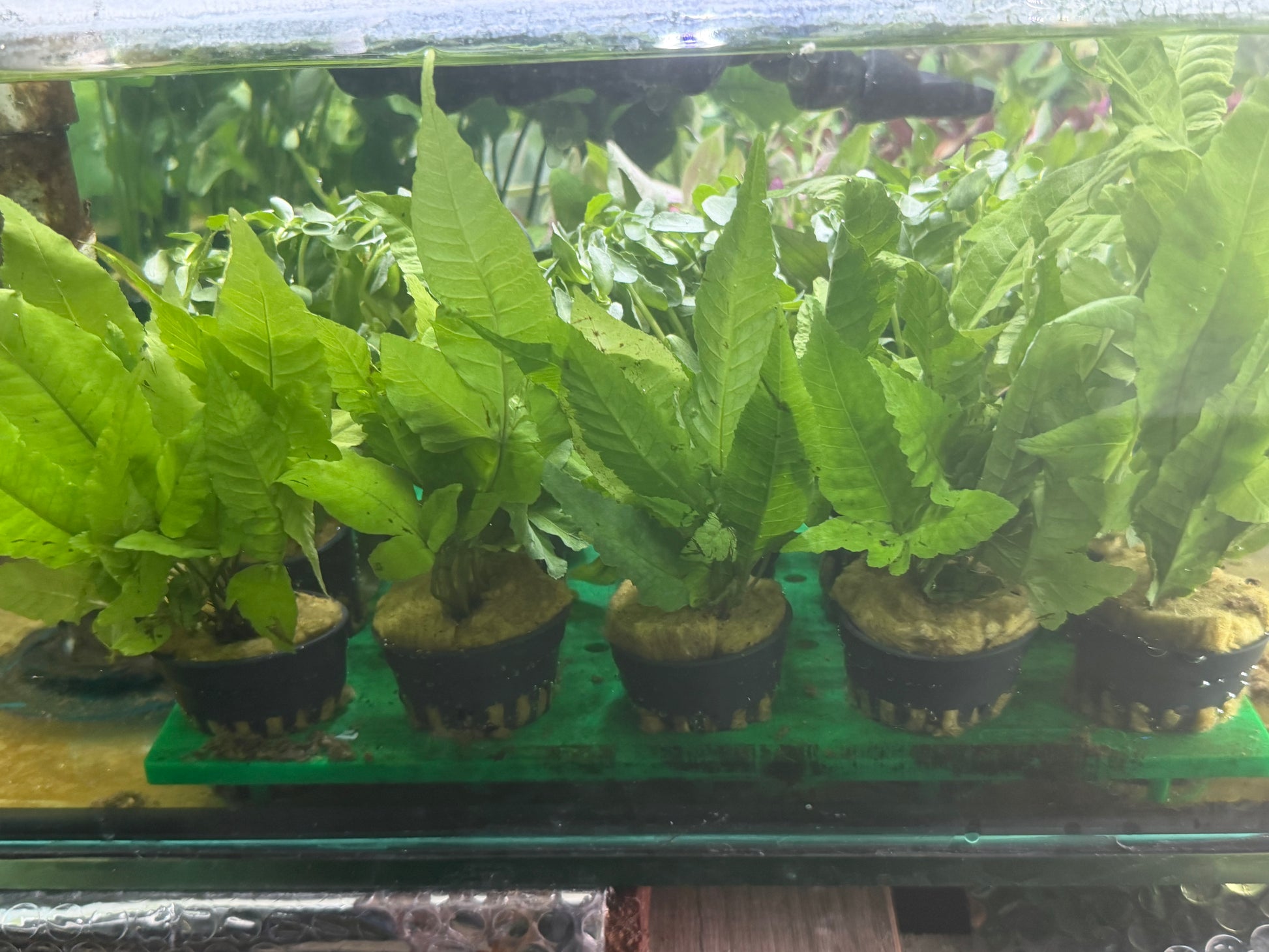 Potted Fish Assorted Potted Plants x 5 – Danaqua Live Fish & More