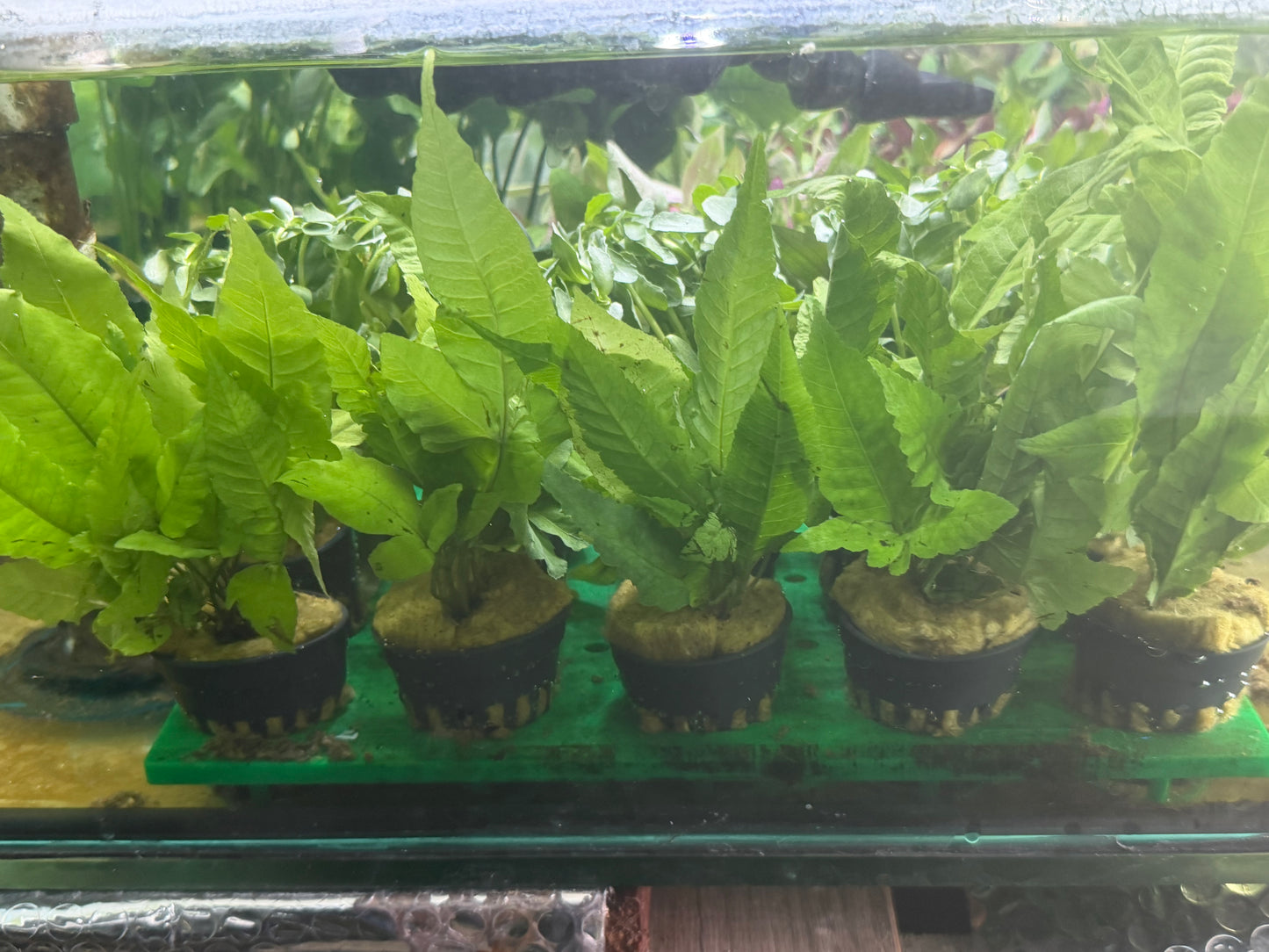 Assorted Potted Plants x 5