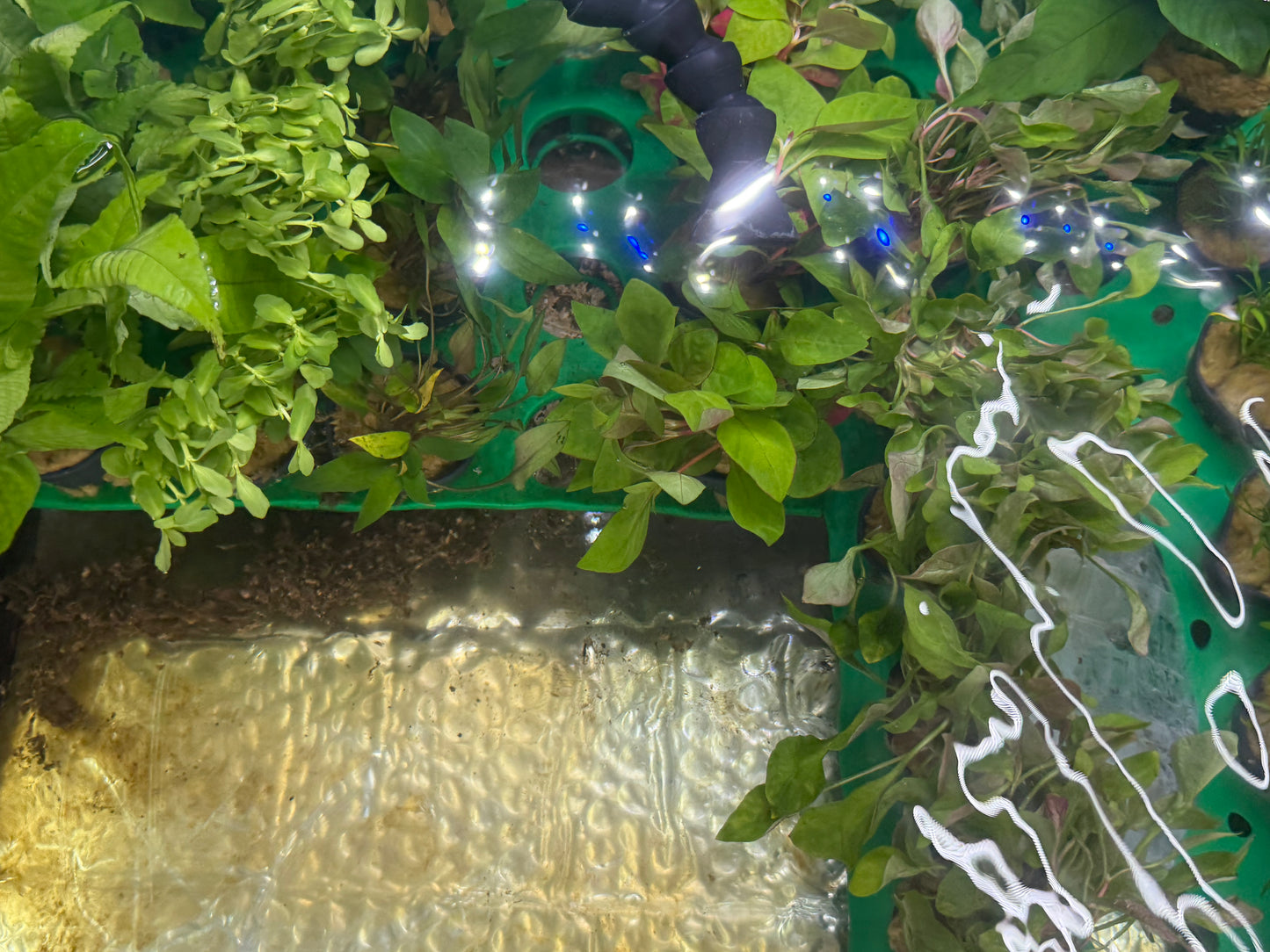 Assorted Potted Plants x 5