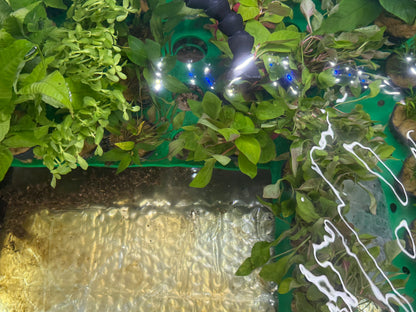 Assorted Potted Plants x 5