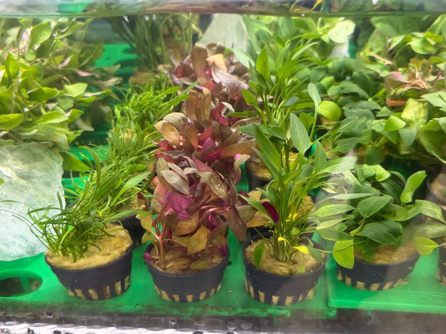 Assorted Potted Plants x 5