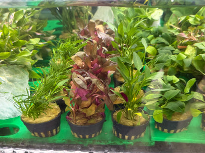 Assorted Potted Plants x 5