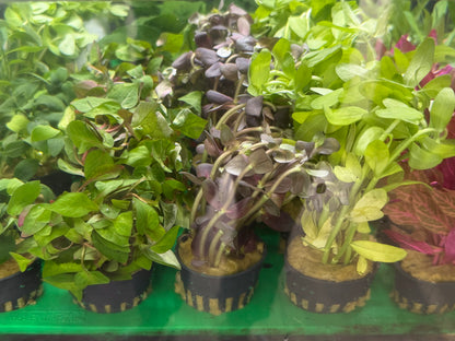 Assorted Potted Plants x 5