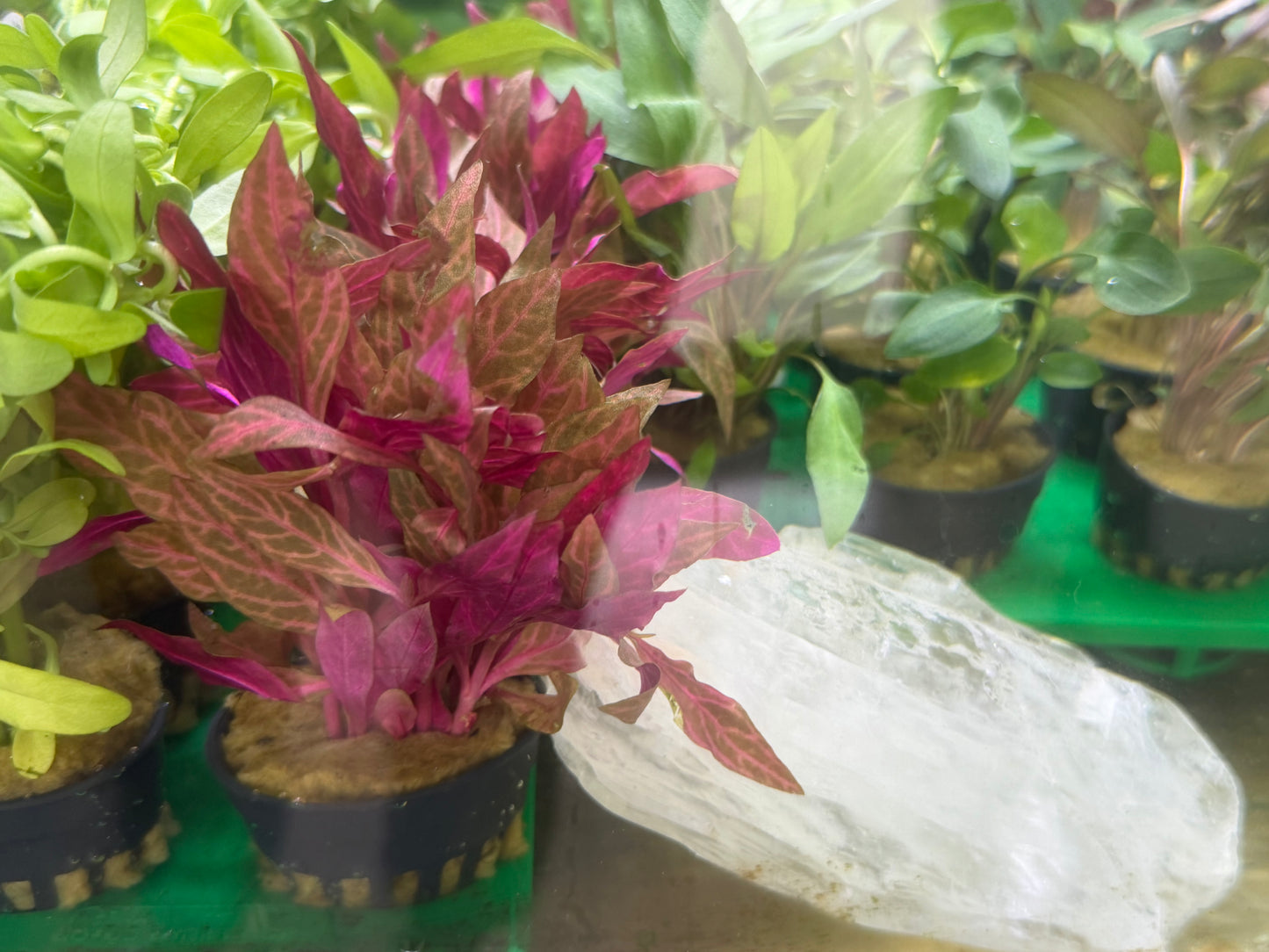 Assorted Potted Plants x 5