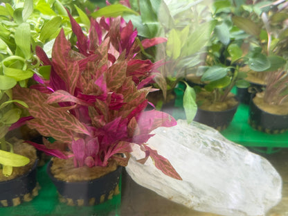 Assorted Potted Plants x 5