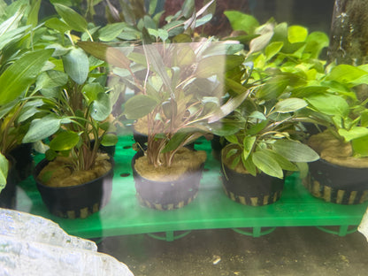 Assorted Potted Plants x 5