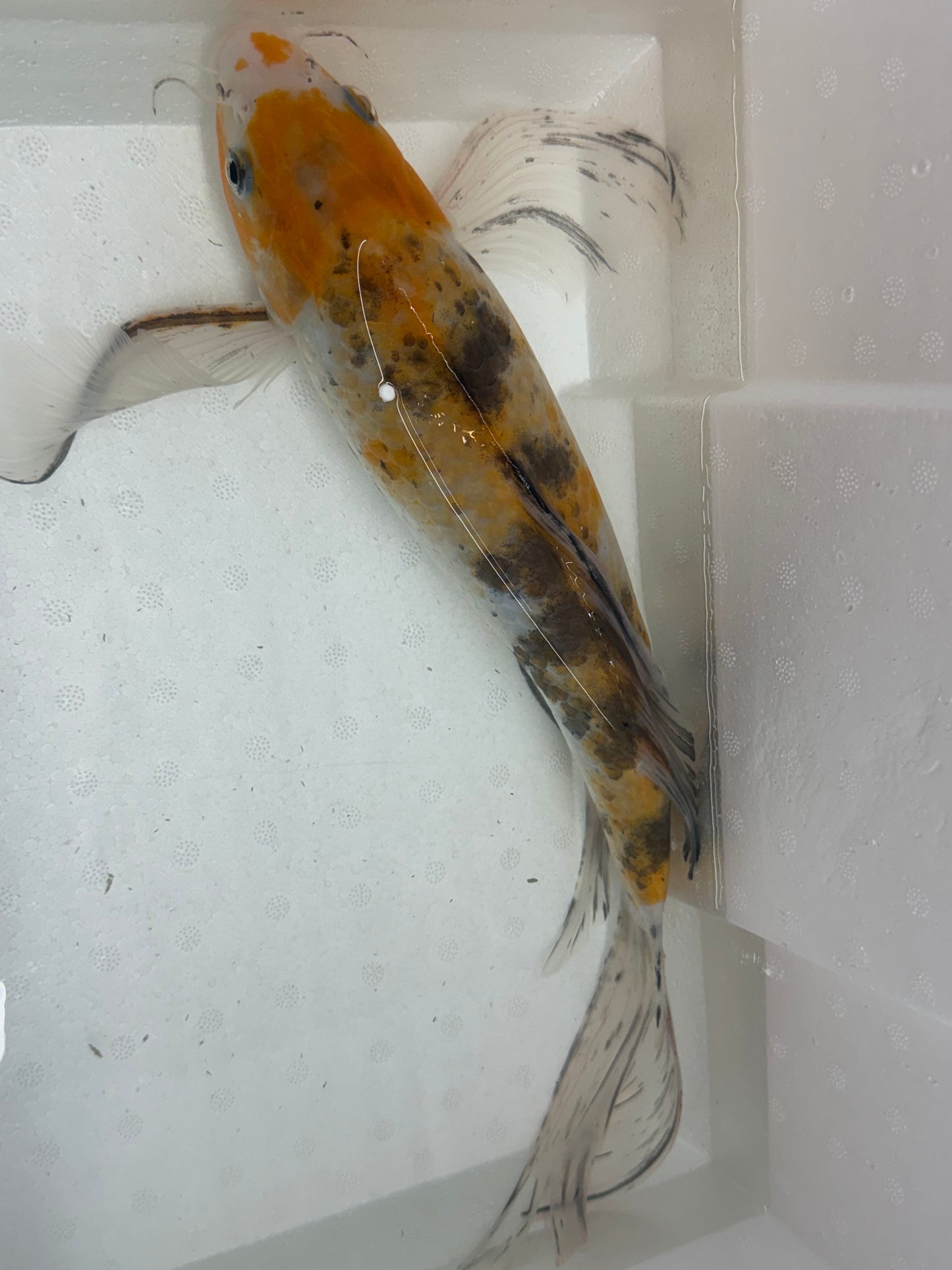 Butterfly koi