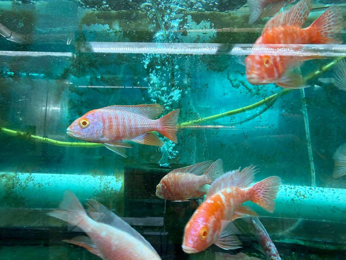 Aulonocara sp. Maleri  Albino Ruby Red Peacock (Aulonocara sp. Maleri)