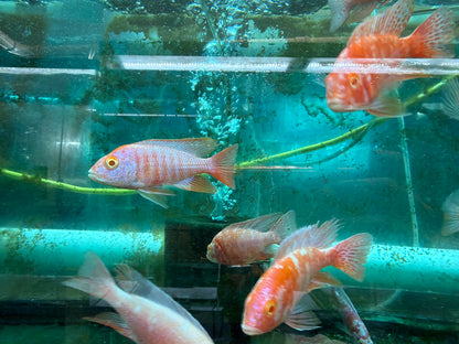 Aulonocara sp. Maleri  Albino Ruby Red Peacock (Aulonocara sp. Maleri)