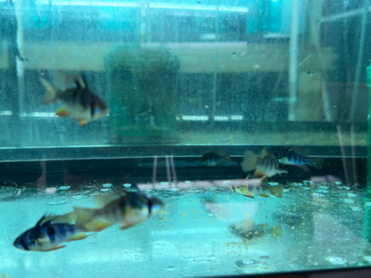 Black Ram (Mikrogeophagus ramirezi ‘black’)