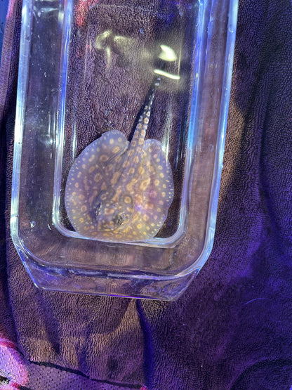 Black Diamong Hybrid Stringray 4"-6"