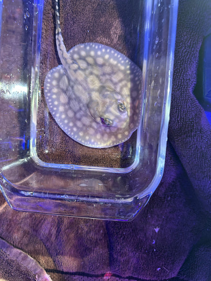 Black Diamong Hybrid Stringray 4"-6"