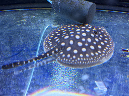 Black Diamond Stingray (Potamotrygon leopoldi)