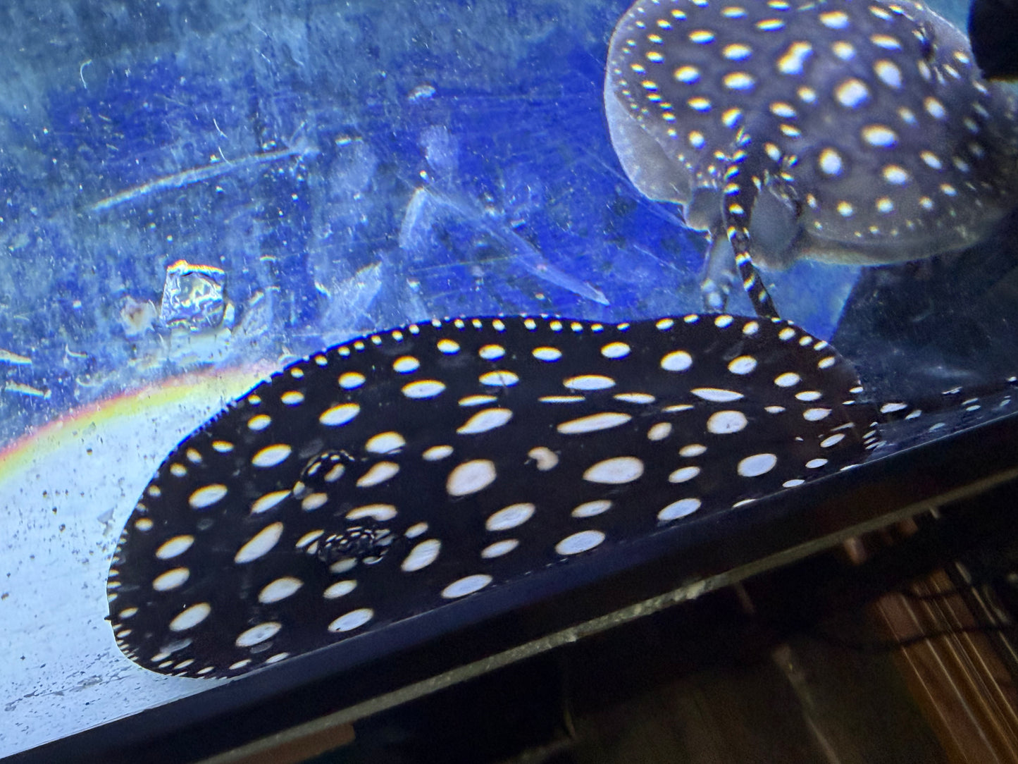 Black Diamond Stingray (Potamotrygon leopoldi)