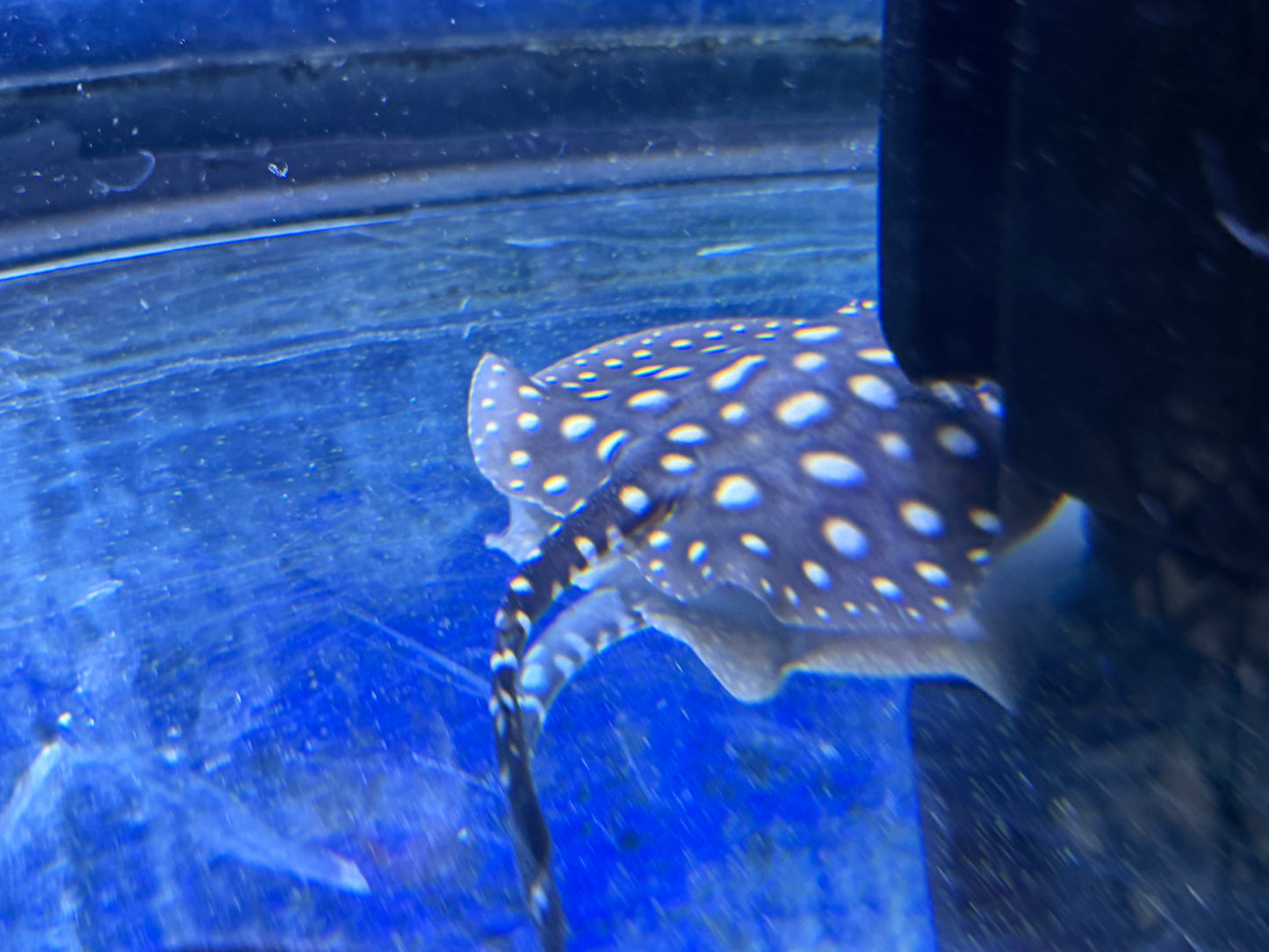 Black Diamond Stingray (Potamotrygon leopoldi)
