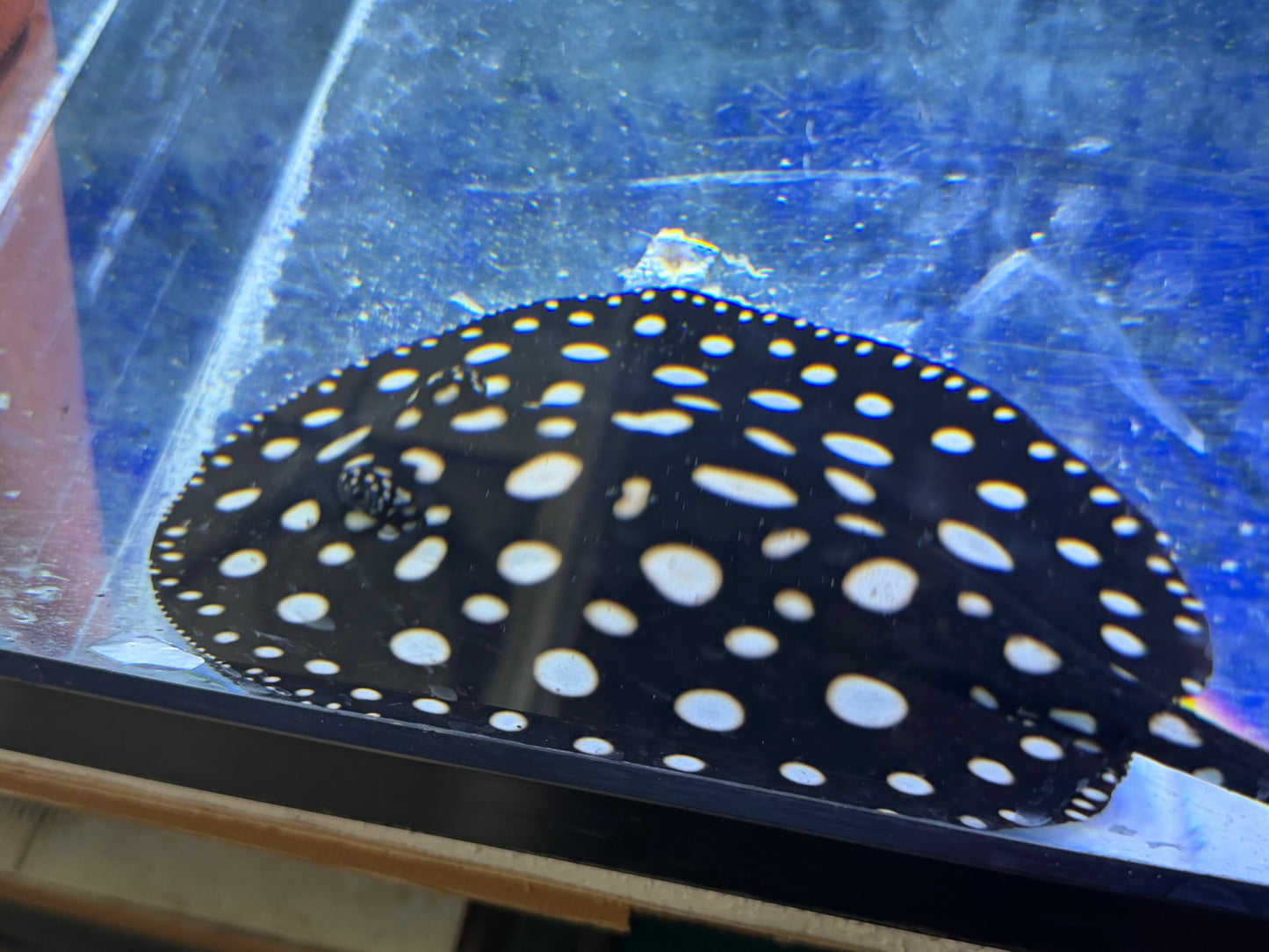 Black Diamond Stingray (Potamotrygon leopoldi)
