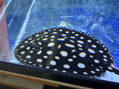 Black Diamond Stingray (Potamotrygon leopoldi)