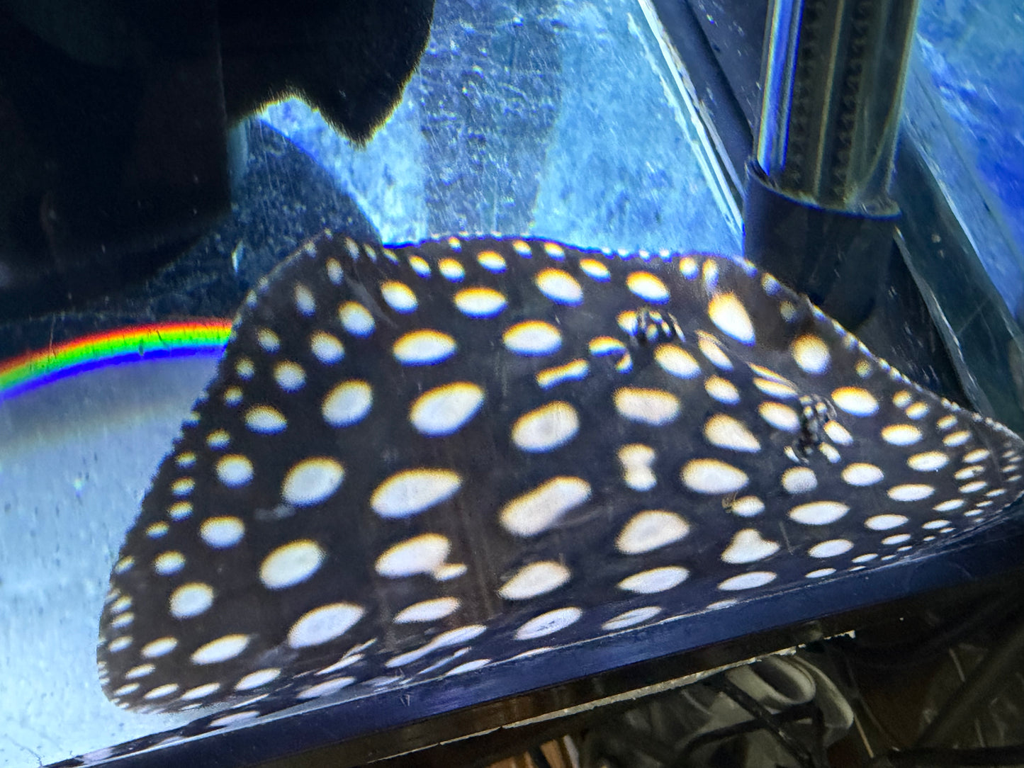 Black Diamond Stingray (Potamotrygon leopoldi)