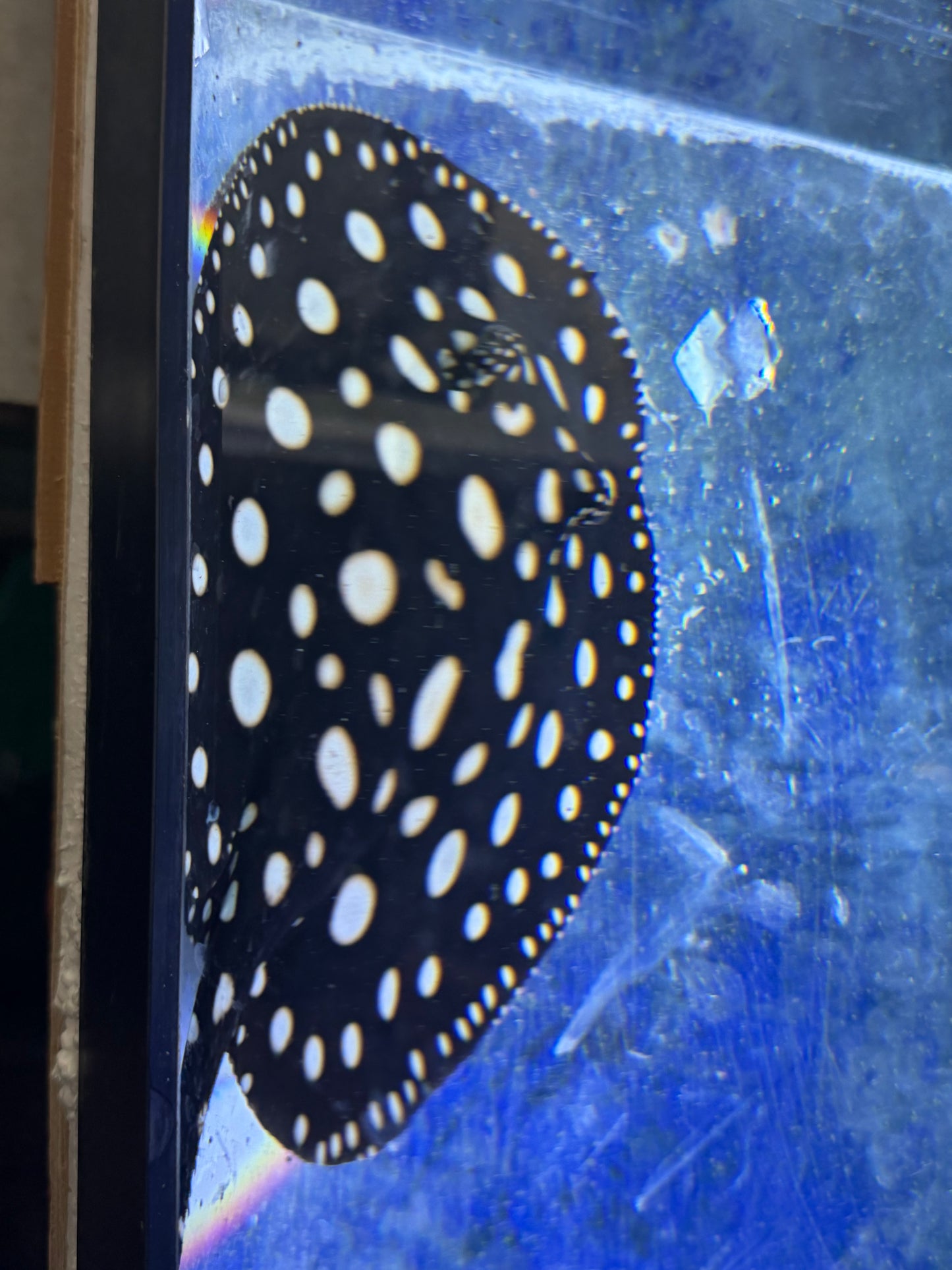 Black Diamond Stingray (Potamotrygon leopoldi)