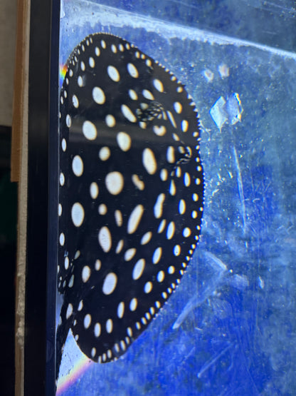 Black Diamond Stingray (Potamotrygon leopoldi)