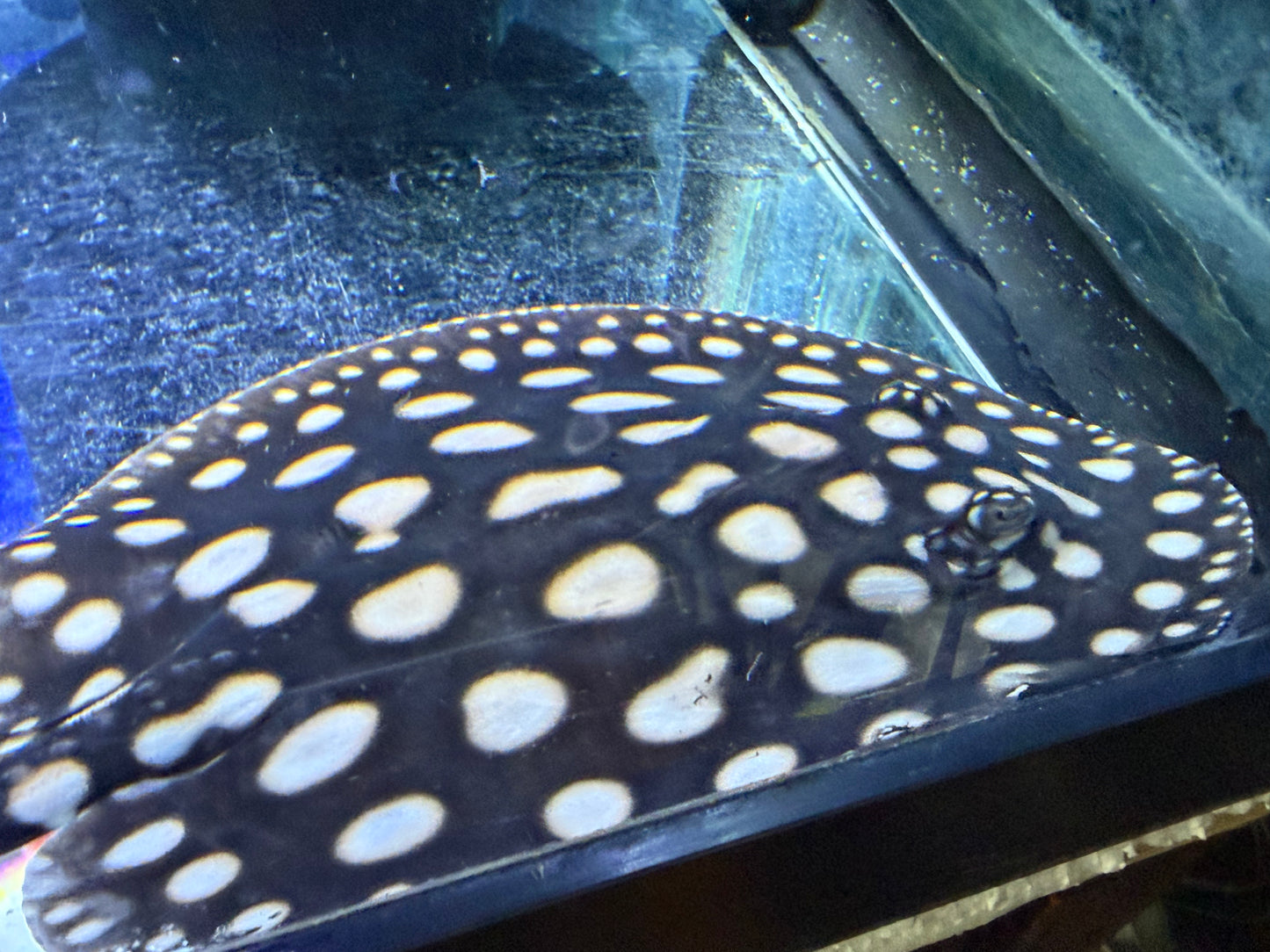 Black Diamond Stingray (Potamotrygon leopoldi)