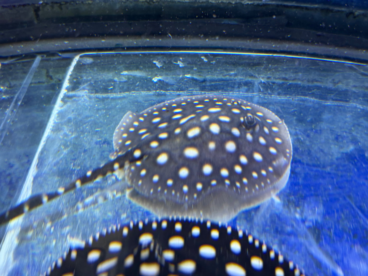 Black Diamond Stingray (Potamotrygon leopoldi)