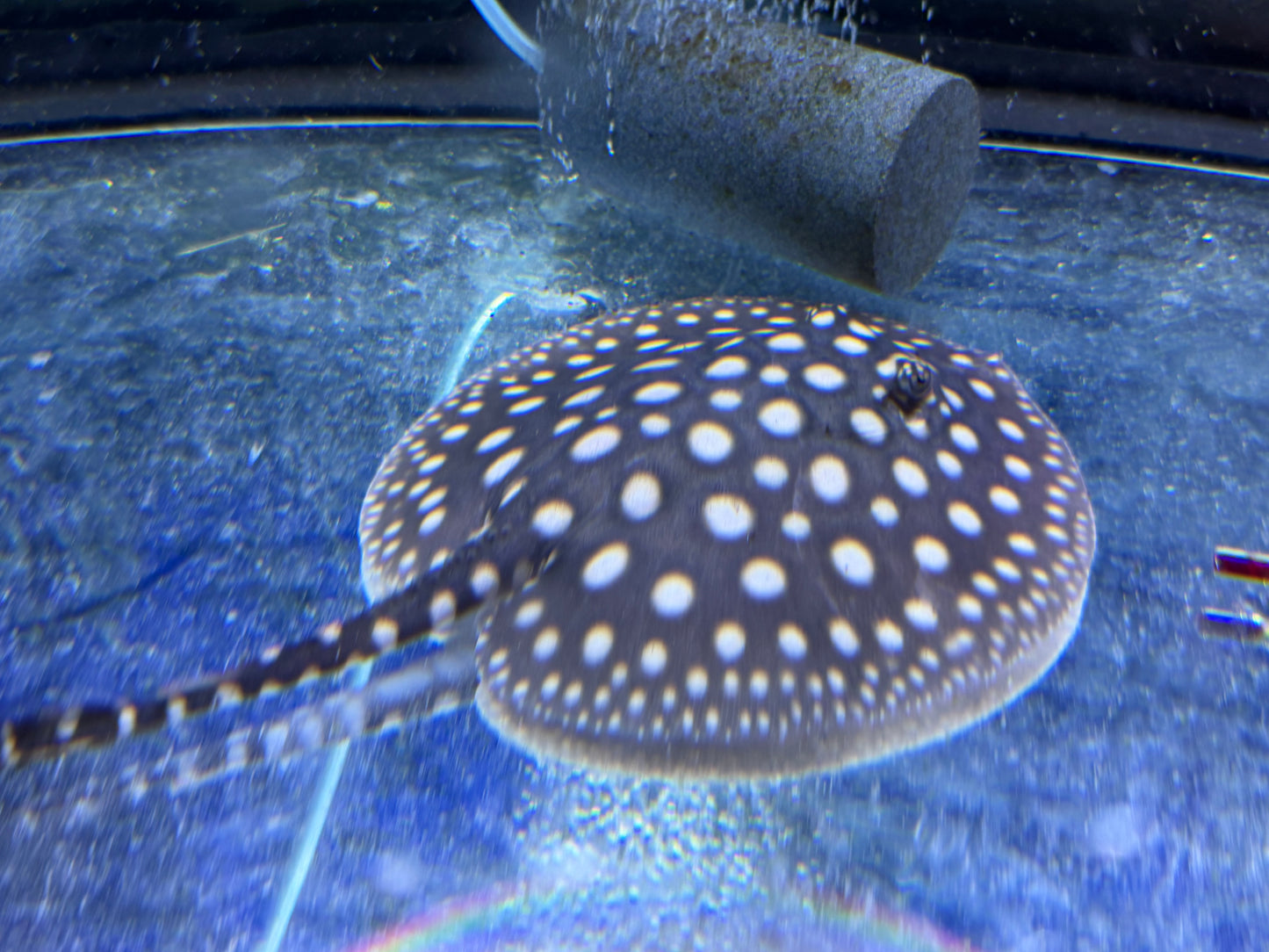 Black Diamond Stingray (Potamotrygon leopoldi)
